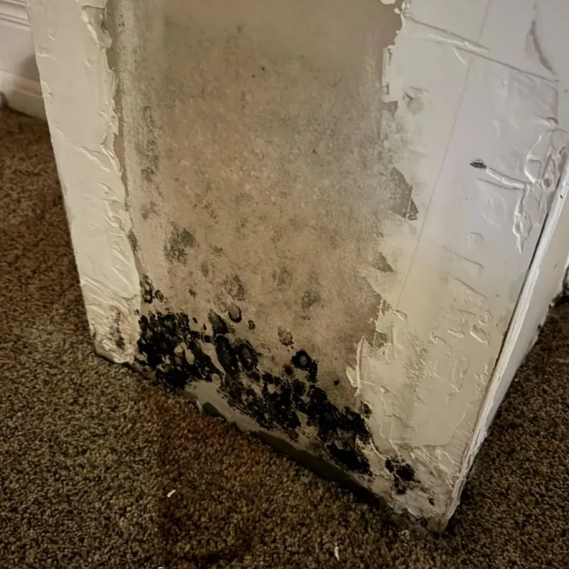 Professional Mold Removal in Williamstown, VT